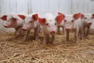 cerditos