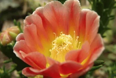 flor de cactus