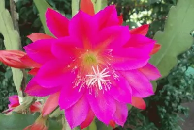 flor de cactus 1