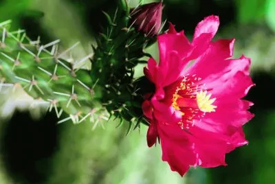flor de cactus 2