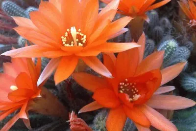 flor de cactus 3