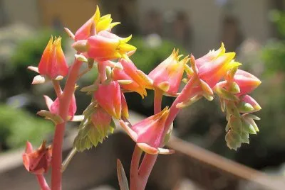 flor de cactus 4
