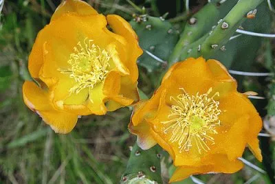 flor de cactus 5