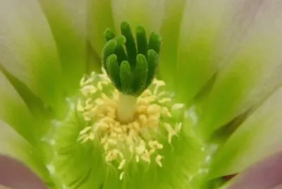 flor de cactus 6