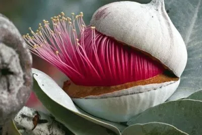 flor de eucaliptus