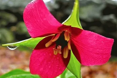 trilium rojo