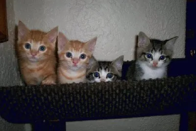 gatitos