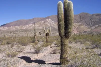 Cardones