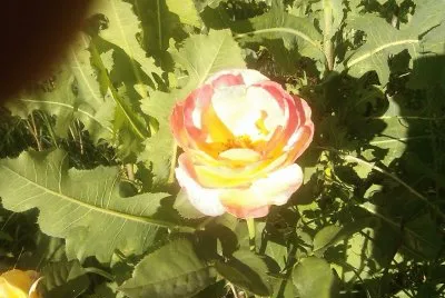 A Rose