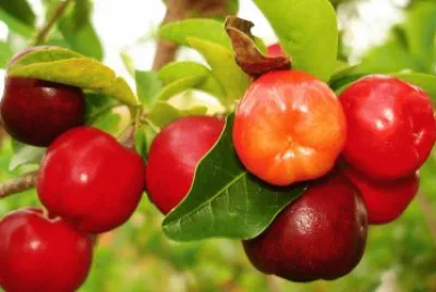 acerola