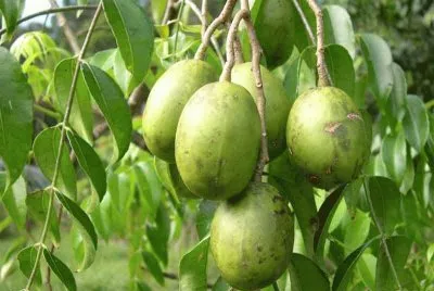 Ambarella