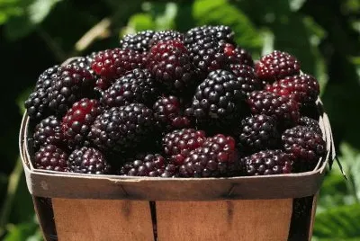 Boysenberry