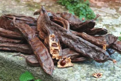 carrube