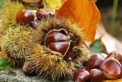 castagna