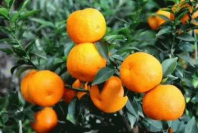 chinotto