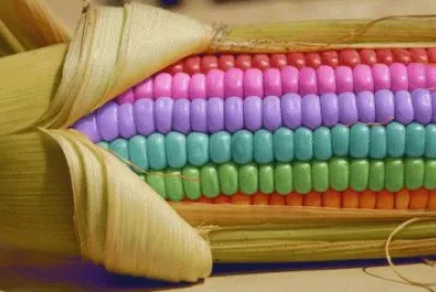 Sweet Corn