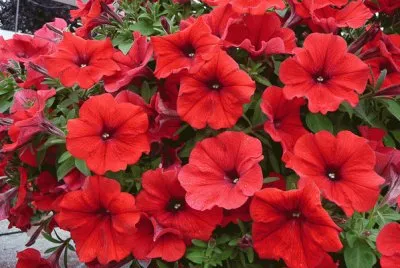 petunia
