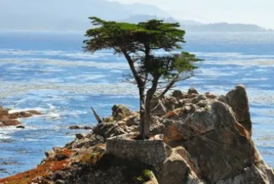 Lone_Cypress_Monterey _Bay