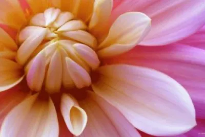 fleur