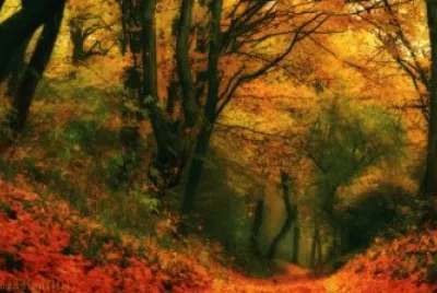 foret