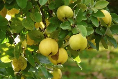 cotogno