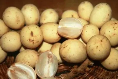 duku