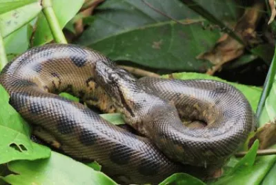 anaconda