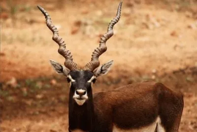 antilope