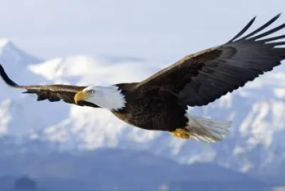 aquila