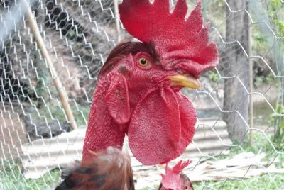Galo