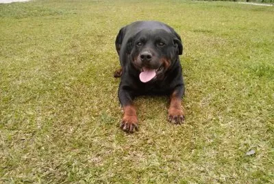 Neguinho