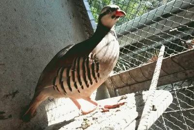 Perdiz
