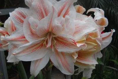 Flor holandesa