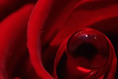 Rosa Roja