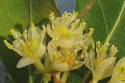 alloro