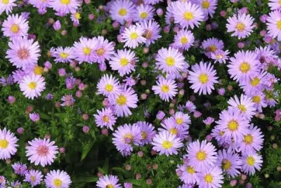aster