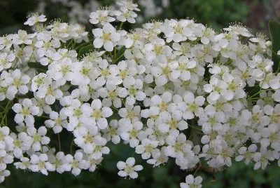 angelica