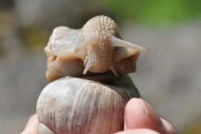 Schnecke