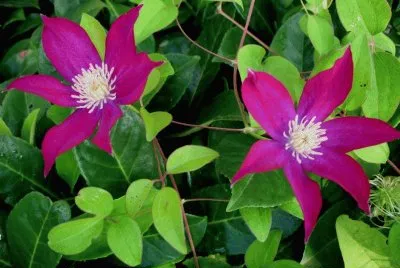 clematide