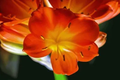clivia