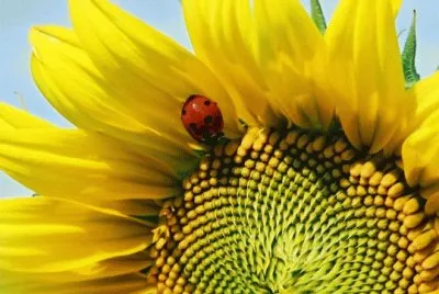 girasole