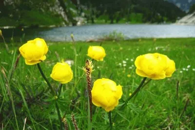 botton d 'oro