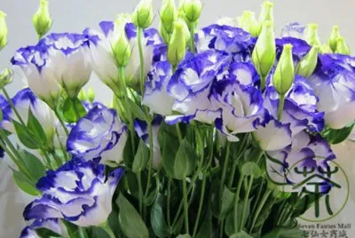 eustoma
