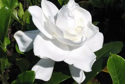 gardenia