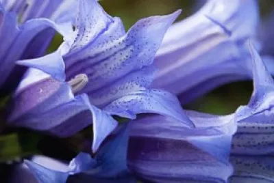 genziana