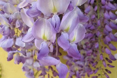 glicine