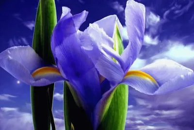 iris