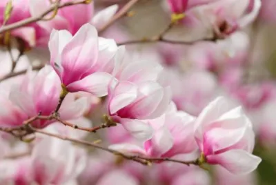 magnolia