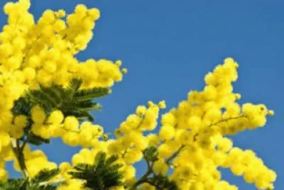 mimosa