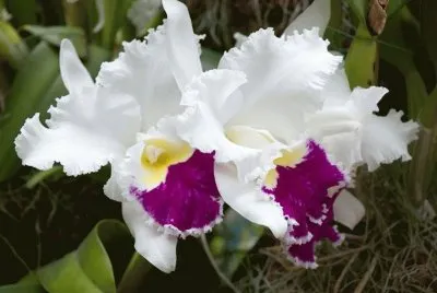orchidea